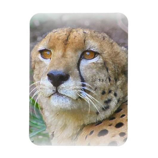 Porträt der Cheetah Magnet (Vertikal)