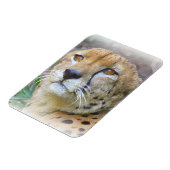 Porträt der Cheetah Magnet (Linke Seite)