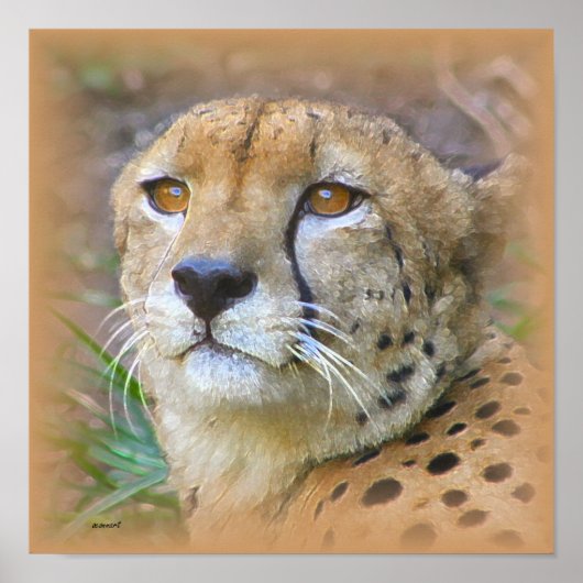 Porträt der Cheetah Poster (Vorne)
