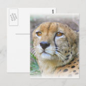 Porträt der Cheetah Postkarte (Vorne/Hinten)