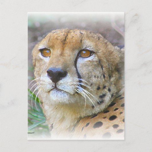 Porträt der Cheetah Postkarte (Vorderseite)