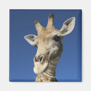 Porträt der Giraffe (Giraffa Camelopardalis) 2 Magnet