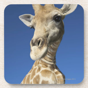 Porträt der Giraffe (Giraffa Camelopardalis) 2 Untersetzer