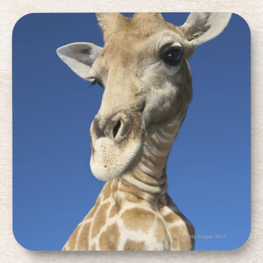 Porträt der Giraffe (Giraffa Camelopardalis) 2 Untersetzer (Vorderseite)
