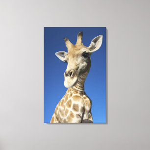 Porträt der Giraffe (Giraffa Camelopardalis) Leinwanddruck
