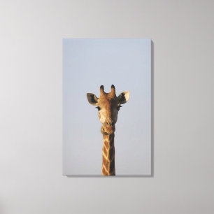 Porträt der Giraffe (Giraffa camelopardalis), Leinwanddruck
