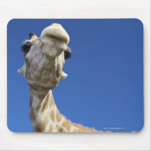 Porträt der Giraffe (Giraffa Camelopardalis) Mousepad