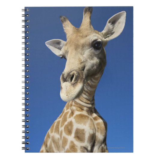 Porträt der Giraffe (Giraffa Camelopardalis) Notizblock (Vorderseite)