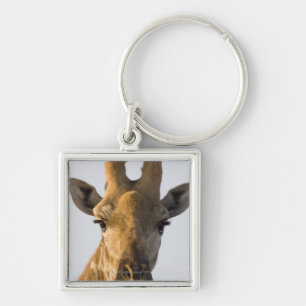 Porträt der Giraffe (Giraffa camelopardalis), Schlüsselanhänger