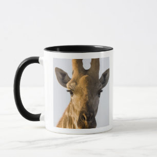 Porträt der Giraffe (Giraffa camelopardalis), Tasse