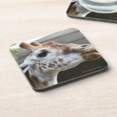 Porträt der Giraffe (Giraffa camelopardalis) Untersetzer (Linke Seite)