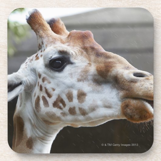 Porträt der Giraffe (Giraffa camelopardalis) Untersetzer (Vorderseite)