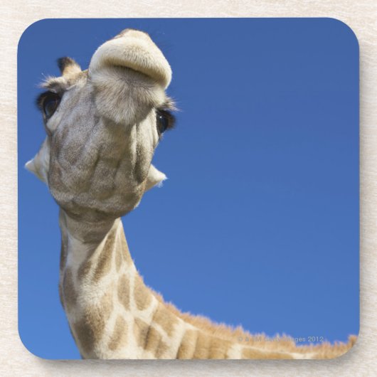 Porträt der Giraffe (Giraffa Camelopardalis) Untersetzer (Vorderseite)