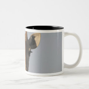 Porträt der Giraffe (Giraffa camelopardalis), Zweifarbige Tasse