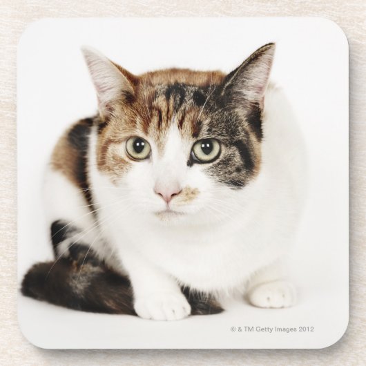 Porträt der Kalikokatze Getränkeuntersetzer (Vorderseite)