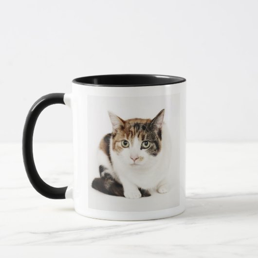 Porträt der Kalikokatze Tasse (Links)