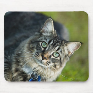 Porträt der Katze draußen Mousepad