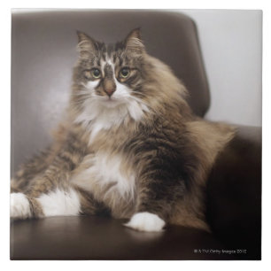 Porträt der Katze sitzend im Stuhl Fliese