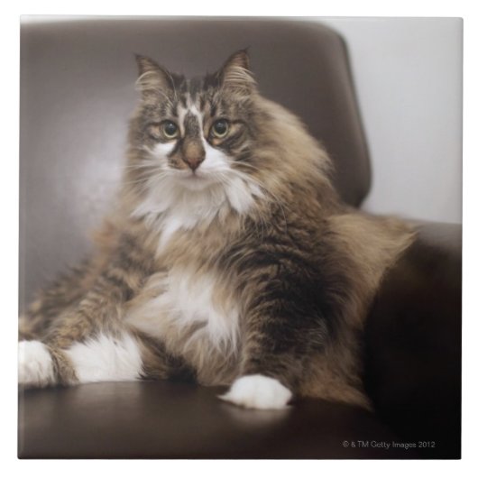 Porträt der Katze sitzend im Stuhl Fliese (Vorderseite)