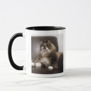 Porträt der Katze sitzend im Stuhl Tasse