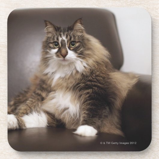 Porträt der Katze sitzend im Stuhl Untersetzer (Vorderseite)