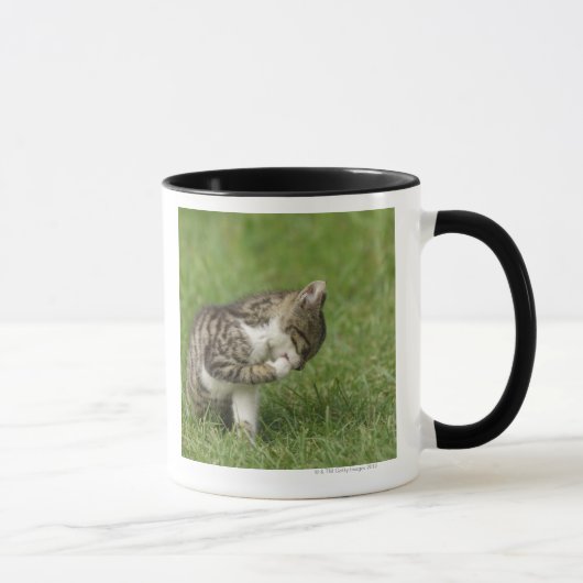 Porträt der Katze Tasse (Rechts)