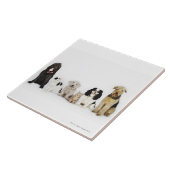 Porträt der Katzen und der Hunde, die zusammen Fliese (Seite)