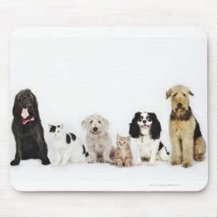 Porträt der Katzen und der Hunde, die zusammen Mousepad