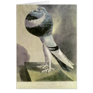 Porträt der Pouter-Taube