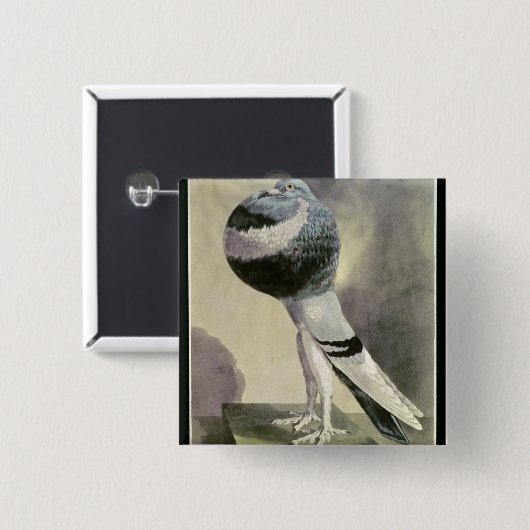 Porträt der Pouter-Taube Button (Vorne & Hinten)