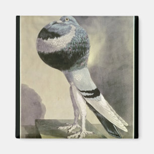 Porträt der Pouter-Taube Magnet