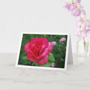 Porträt der rosa Rosenblume Karte