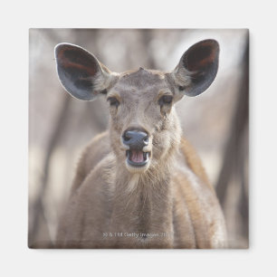 Porträt der Sambarrotwild-Damhirschkuh (Rusa Magnet