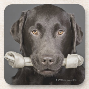 Porträt der Schokolade Labrador Untersetzer