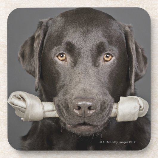 Porträt der Schokolade Labrador Untersetzer (Vorderseite)
