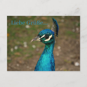 Porträt des blauen Pfau `s Postkarte