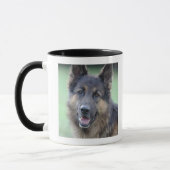 Porträt des Deutschen Sheppard Tasse (Links)