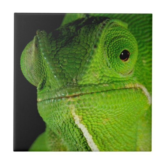 Porträt des flap-hals-chamäleons fliese (Vorderseite)