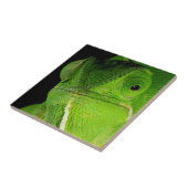 Porträt des flap-hals-chamäleons fliese (Seite)