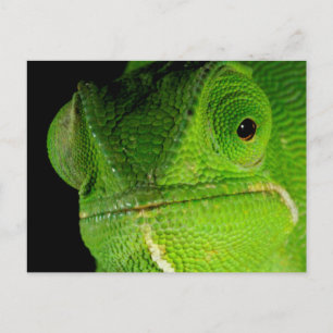 Porträt des flap-hals-chamäleons postkarte