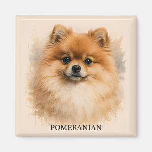 Porträt des flauschigen Begleithundes Pomeranian Magnet