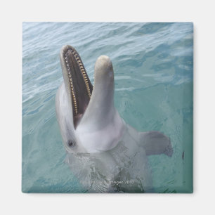 Porträt des gemeinen Bottlenose-Delphins, Magnet