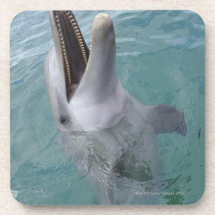 Porträt des gemeinen Bottlenose-Delphins, Untersetzer
