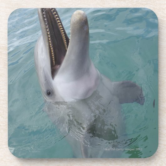 Porträt des gemeinen Bottlenose-Delphins, Untersetzer (Vorderseite)