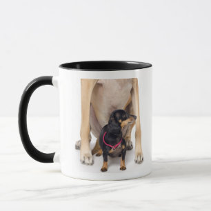 Porträt des großen Dänen und der Dackel Tasse