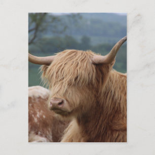 Porträt des Hochland-Viehs Postkarte