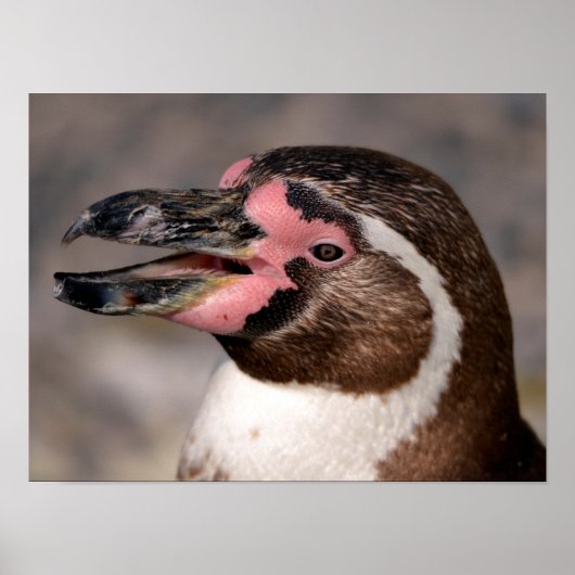 Porträt des Humboldt-Pinguins Poster (Vorne)