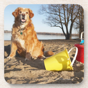 Porträt des Hundes am Strand mit Sand spielt, Getränkeuntersetzer