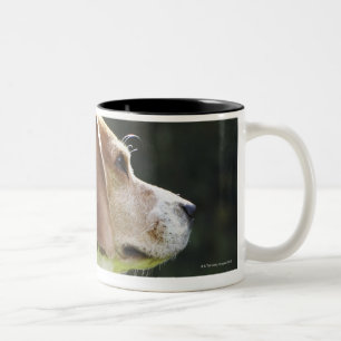 Porträt des Hundes Zweifarbige Tasse