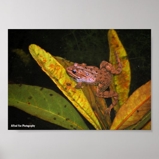Porträt des Iberischen Wasserfroschs Poster (Vorne)
